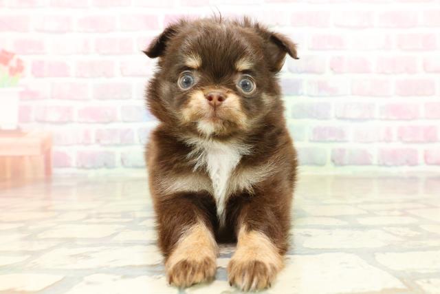 神奈川県のチワワ(ロング) (Coo&RIKU横須賀店/2025年10月21日生まれ/男の子/チョコレートタン)の子犬の1枚目の画像