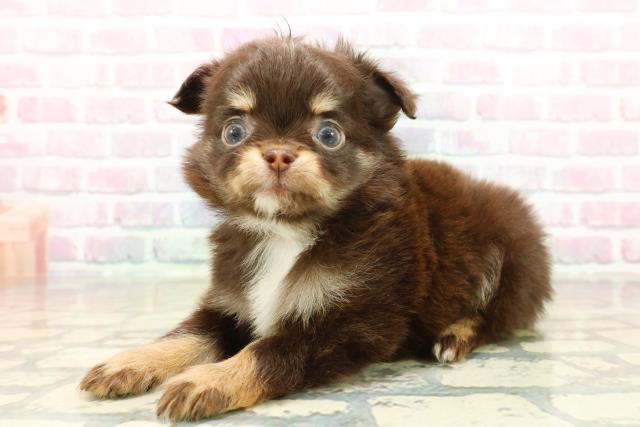 神奈川県のチワワ(ロング) (Coo&RIKU横須賀店/2025年10月21日生まれ/男の子/チョコレートタン)の子犬の2枚目の画像