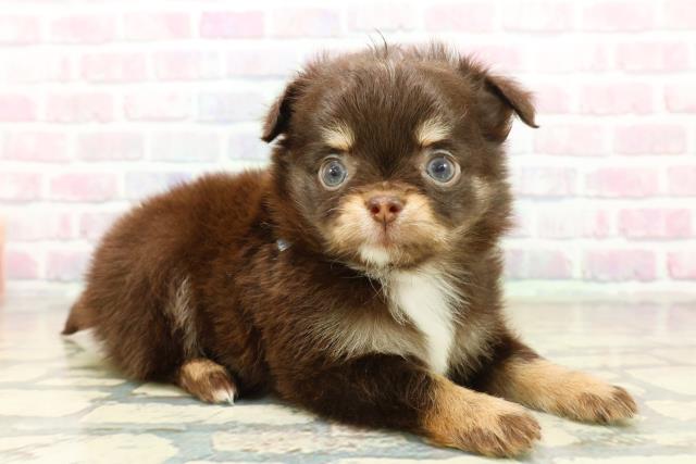 神奈川県のチワワ(ロング) (Coo&RIKU横須賀店/2025年10月21日生まれ/男の子/チョコレートタン)の子犬の3枚目の画像