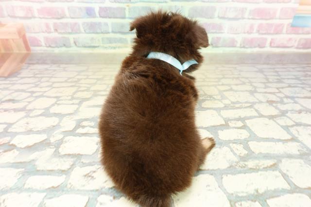 神奈川県のチワワ(ロング) (Coo&RIKU横須賀店/2025年10月21日生まれ/男の子/チョコレートタン)の子犬の4枚目の画像