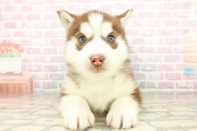 宮城県のシベリアンハスキー (Coo&RIKU仙台太白店/2025年10月20日生まれ/女の子/チョコレートホワイト)の子犬の1枚目の画像