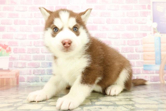 宮城県のシベリアンハスキー (Coo&RIKU仙台太白店/2025年10月20日生まれ/女の子/チョコレートホワイト)の子犬の2枚目の画像