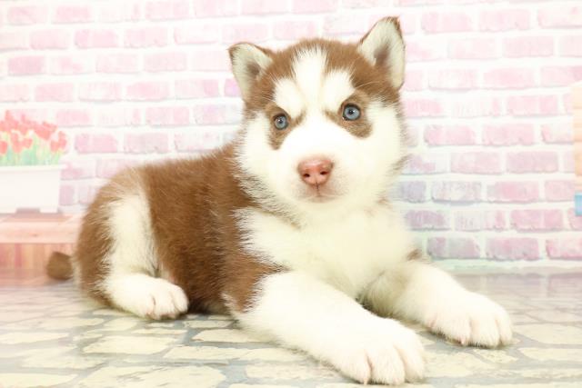 宮城県のシベリアンハスキー (Coo&RIKU仙台太白店/2025年10月20日生まれ/女の子/チョコレートホワイト)の子犬の3枚目の画像