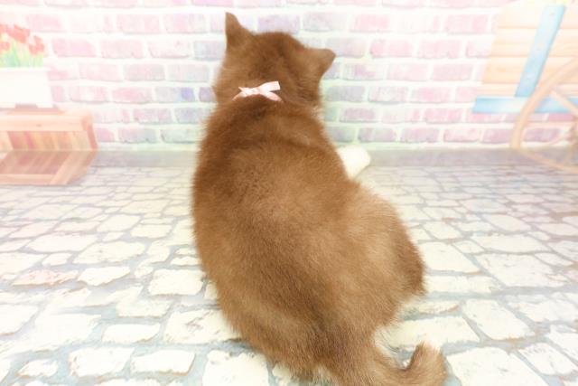 宮城県のシベリアンハスキー (Coo&RIKU仙台太白店/2025年10月20日生まれ/女の子/チョコレートホワイト)の子犬の4枚目の画像