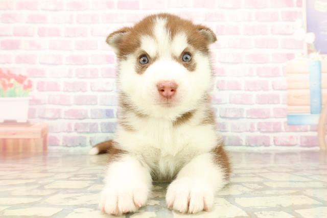 神奈川県のシベリアンハスキー (Coo&RIKU藤沢店/2025年10月20日生まれ/女の子/チョコレートホワイト)の子犬の1枚目の画像