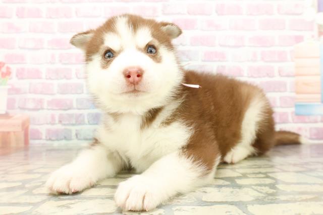 神奈川県のシベリアンハスキー (Coo&RIKU藤沢店/2025年10月20日生まれ/女の子/チョコレートホワイト)の子犬の2枚目の画像