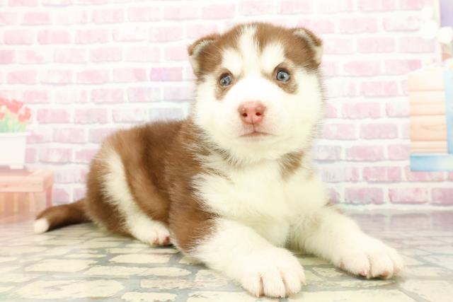 神奈川県のシベリアンハスキー (Coo&RIKU藤沢店/2025年10月20日生まれ/女の子/チョコレートホワイト)の子犬の3枚目の画像