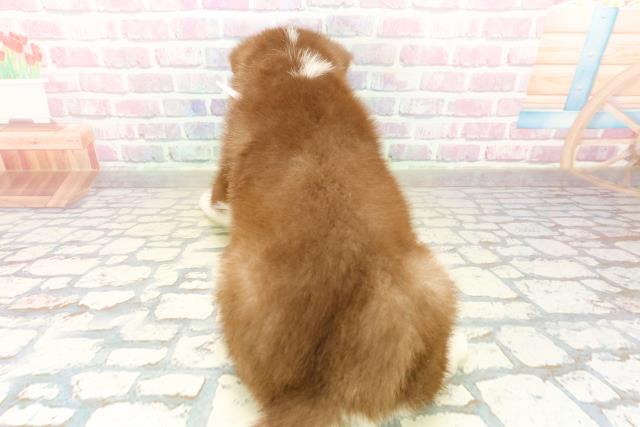 神奈川県のシベリアンハスキー (Coo&RIKU藤沢店/2025年10月20日生まれ/女の子/チョコレートホワイト)の子犬の4枚目の画像