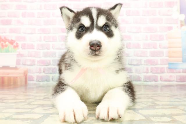 東京都のシベリアンハスキー (Coo&RIKU福生店/2025年10月20日生まれ/女の子/ブラックホワイト)の子犬の1枚目の画像