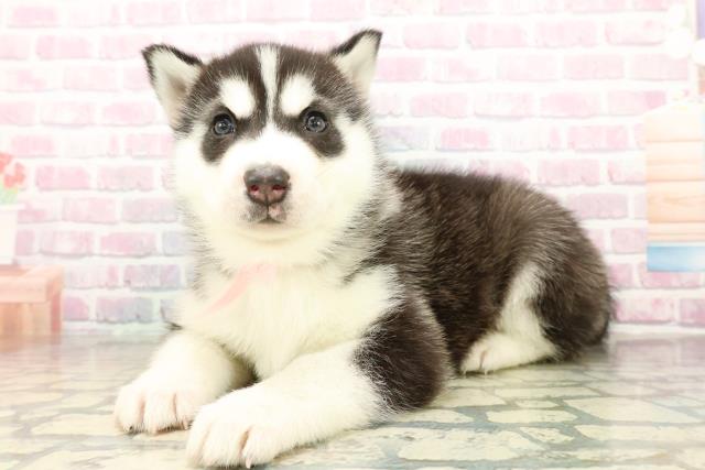 東京都のシベリアンハスキー (Coo&RIKU福生店/2025年10月20日生まれ/女の子/ブラックホワイト)の子犬の2枚目の画像