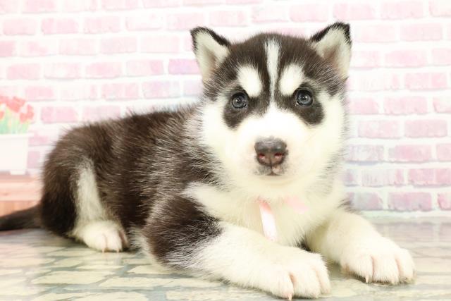 東京都のシベリアンハスキー (Coo&RIKU福生店/2025年10月20日生まれ/女の子/ブラックホワイト)の子犬の3枚目の画像