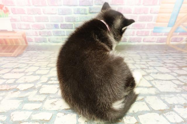 東京都のシベリアンハスキー (Coo&RIKU福生店/2025年10月20日生まれ/女の子/ブラックホワイト)の子犬の4枚目の画像