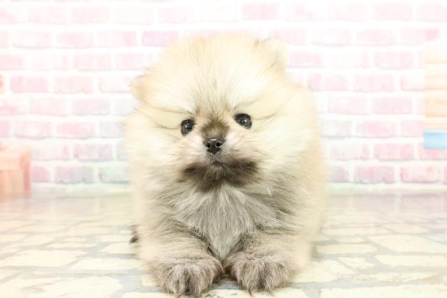 東京都のポメラニアン (Coo&RIKU高円寺店/2025年10月20日生まれ/男の子/ウルフセーブル)の子犬の1枚目の画像