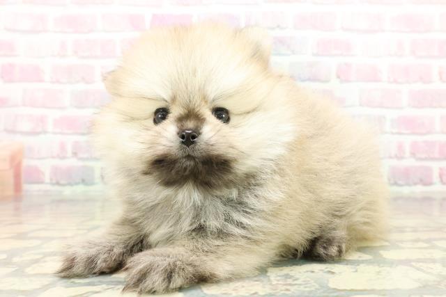 東京都のポメラニアン (Coo&RIKU高円寺店/2025年10月20日生まれ/男の子/ウルフセーブル)の子犬の2枚目の画像