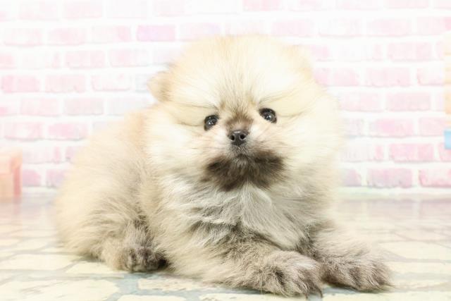 東京都のポメラニアン (Coo&RIKU高円寺店/2025年10月20日生まれ/男の子/ウルフセーブル)の子犬の3枚目の画像