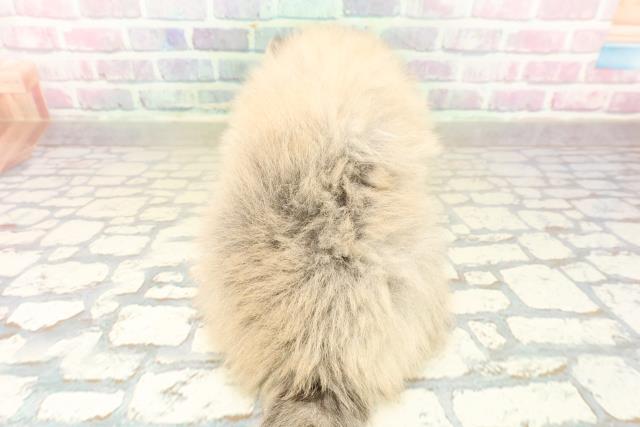 東京都のポメラニアン (Coo&RIKU高円寺店/2025年10月20日生まれ/男の子/ウルフセーブル)の子犬の4枚目の画像