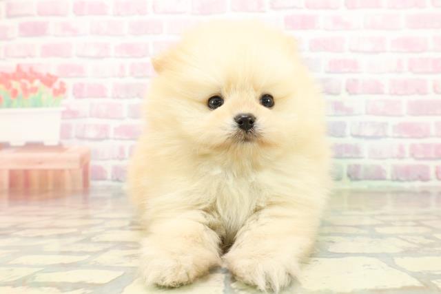 新潟県のポメラニアン (Coo&RIKU新潟西店/2025年10月20日生まれ/男の子/クリーム)の子犬