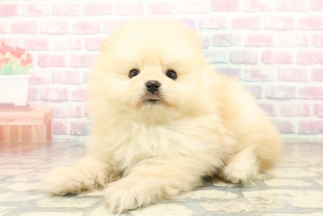 新潟県のポメラニアン (Coo&RIKU新潟西店/2025年10月20日生まれ/男の子/クリーム)の子犬の2枚目の画像