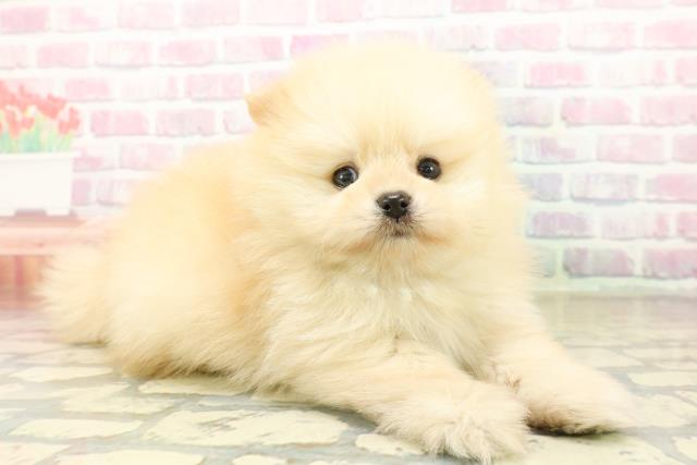 新潟県のポメラニアン (Coo&RIKU新潟西店/2025年10月20日生まれ/男の子/クリーム)の子犬の3枚目の画像