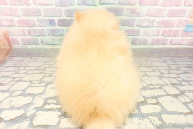 新潟県のポメラニアン (Coo&RIKU新潟西店/2025年10月20日生まれ/男の子/クリーム)の子犬の4枚目の画像