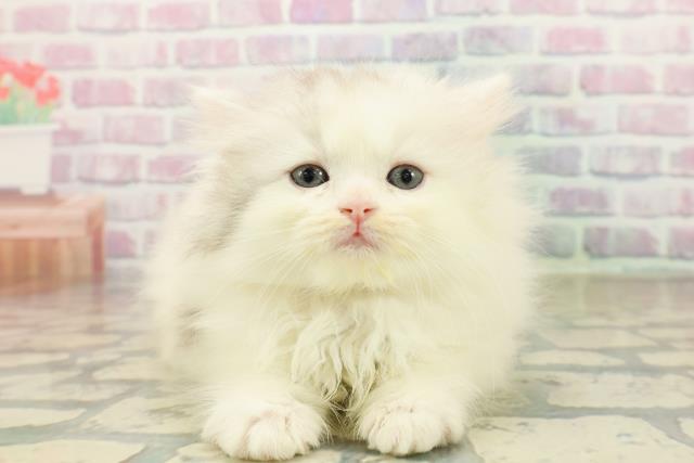 埼玉県のスコティッシュフォールド (Coo&RIKU熊谷ニットーモール店/2025年10月9日生まれ/女の子/ダイリュートキャリコ)の子猫