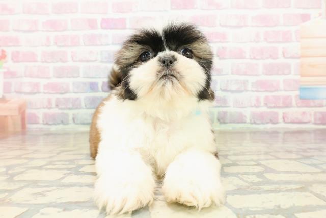 東京都のシーズー (Coo&RIKU立川店/2025年10月21日生まれ/男の子/ゴールドホワイト)の子犬の1枚目の画像