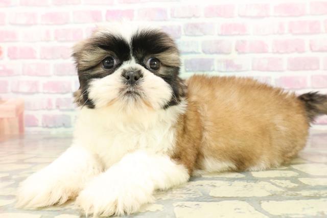 東京都のシーズー (Coo&RIKU立川店/2025年10月21日生まれ/男の子/ゴールドホワイト)の子犬の2枚目の画像