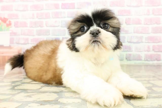 東京都のシーズー (Coo&RIKU立川店/2025年10月21日生まれ/男の子/ゴールドホワイト)の子犬の3枚目の画像