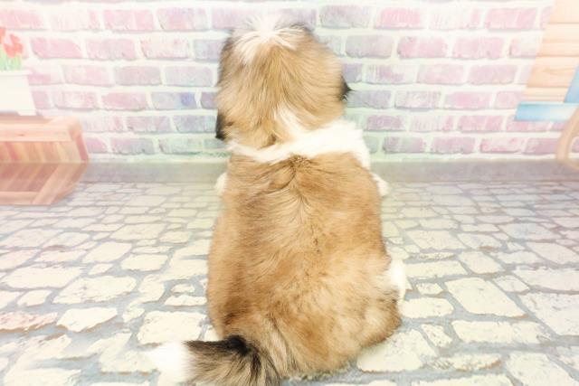 東京都のシーズー (Coo&RIKU立川店/2025年10月21日生まれ/男の子/ゴールドホワイト)の子犬の4枚目の画像