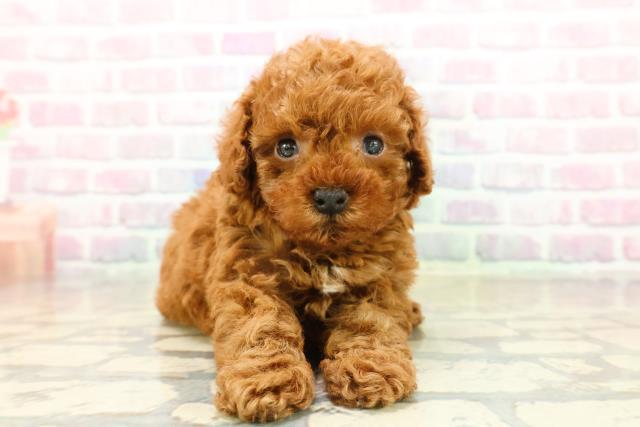 東京都のトイプードル(トイ) (Coo&RIKU秋葉原店/2025年10月15日生まれ/男の子/レッド)の子犬の1枚目の画像