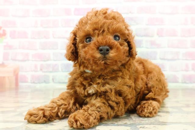 東京都のトイプードル(トイ) (Coo&RIKU秋葉原店/2025年10月15日生まれ/男の子/レッド)の子犬の2枚目の画像