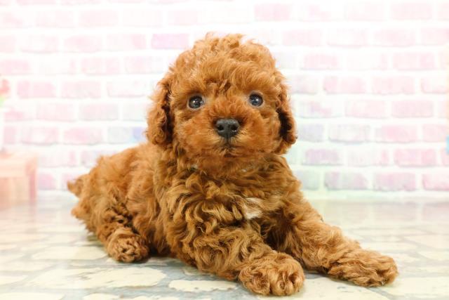 東京都のトイプードル(トイ) (Coo&RIKU秋葉原店/2025年10月15日生まれ/男の子/レッド)の子犬の3枚目の画像