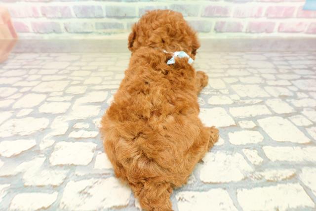東京都のトイプードル(トイ) (Coo&RIKU秋葉原店/2025年10月15日生まれ/男の子/レッド)の子犬の4枚目の画像