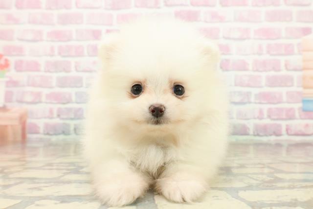 埼玉県のポメラニアン (Coo&RIKUヤオコー幸手店/2025年10月16日生まれ/男の子/ホワイト)の子犬