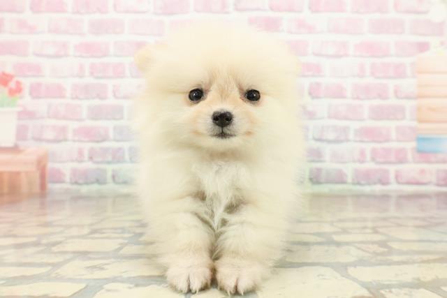 東京都のポメラニアン (Coo&RIKU福生店/2025年10月21日生まれ/女の子/クリーム)の子犬の1枚目の画像