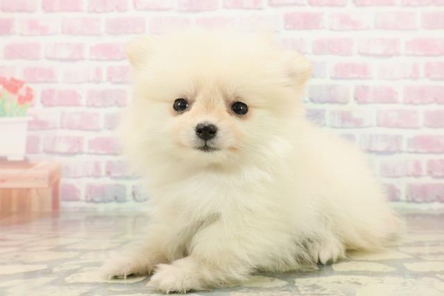 東京都のポメラニアン (Coo&RIKU福生店/2025年10月21日生まれ/女の子/クリーム)の子犬の2枚目の画像