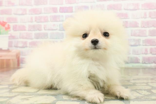 東京都のポメラニアン (Coo&RIKU福生店/2025年10月21日生まれ/女の子/クリーム)の子犬の3枚目の画像