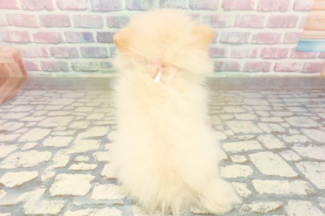 東京都のポメラニアン (Coo&RIKU福生店/2025年10月21日生まれ/女の子/クリーム)の子犬の4枚目の画像