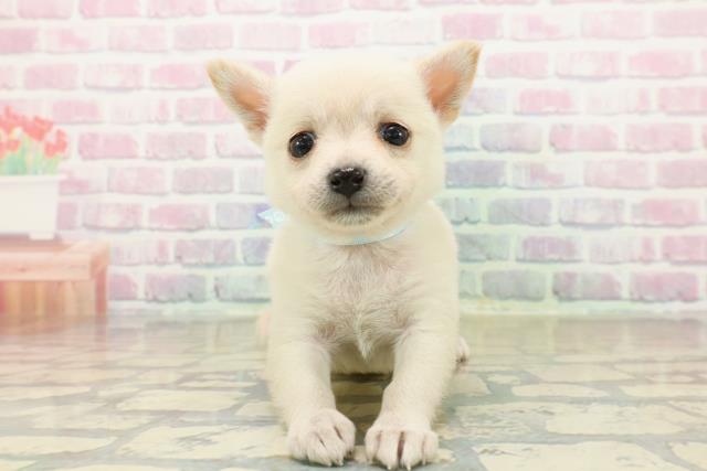 東京都のチワ柴/柴チワ/チワシバ(チワワ×柴) (Coo&RIKU福生店/2025年10月19日生まれ/男の子/ホワイト)の子犬の1枚目の画像