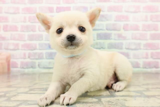 東京都のチワ柴/柴チワ/チワシバ(チワワ×柴) (Coo&RIKU福生店/2025年10月19日生まれ/男の子/ホワイト)の子犬の2枚目の画像