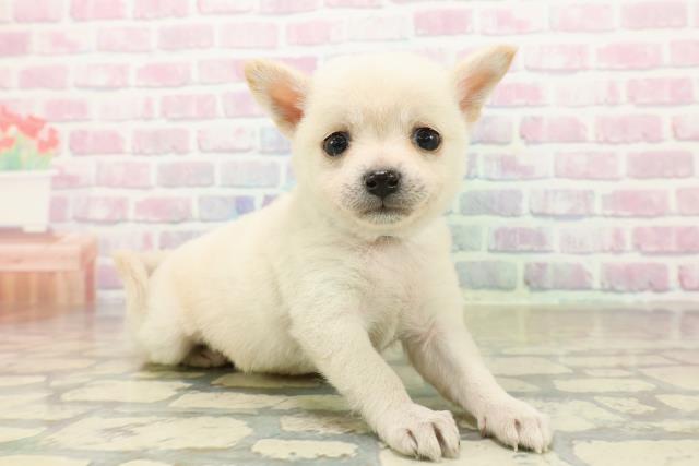 東京都のチワ柴/柴チワ/チワシバ(チワワ×柴) (Coo&RIKU福生店/2025年10月19日生まれ/男の子/ホワイト)の子犬の3枚目の画像