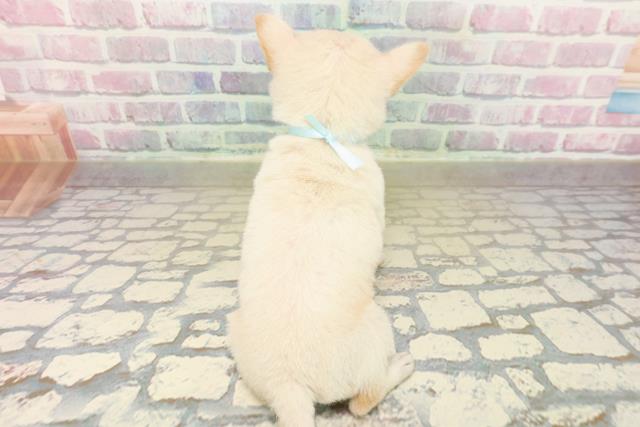 東京都のチワ柴/柴チワ/チワシバ(チワワ×柴) (Coo&RIKU福生店/2025年10月19日生まれ/男の子/ホワイト)の子犬の4枚目の画像