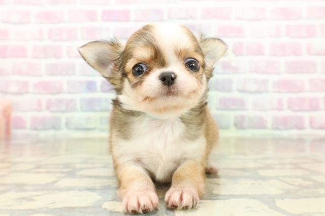 長野県のチワワ(ロング) (Coo&RIKU綿半権堂店/2025年10月19日生まれ/男の子/レッドホワイト)の子犬の1枚目の画像