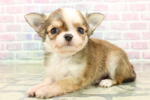 長野県のチワワ(ロング) (Coo&RIKU綿半権堂店/2025年10月19日生まれ/男の子/レッドホワイト)の子犬の2枚目の画像