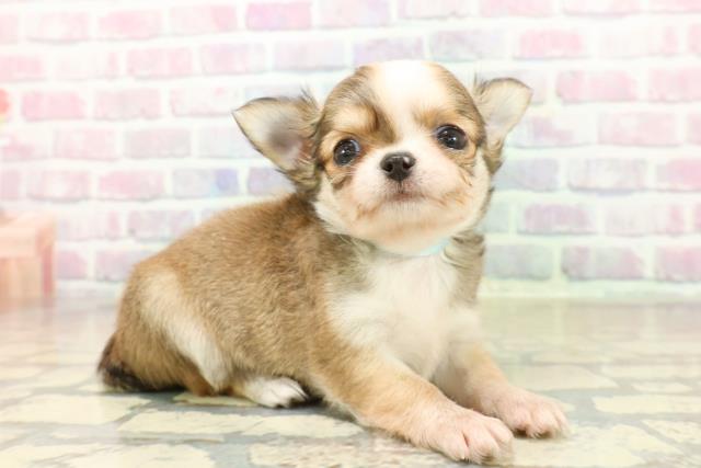 長野県のチワワ(ロング) (Coo&RIKU綿半権堂店/2025年10月19日生まれ/男の子/レッドホワイト)の子犬の3枚目の画像