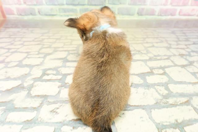 長野県のチワワ(ロング) (Coo&RIKU綿半権堂店/2025年10月19日生まれ/男の子/レッドホワイト)の子犬の4枚目の画像