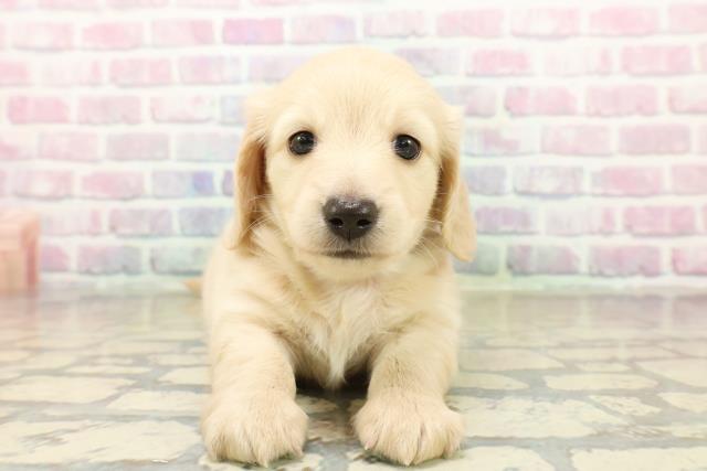 群馬県のミニチュアダックスフンド(ロング) (Coo&RIKU前橋店/2025年10月20日生まれ/男の子/イエロー)の子犬の1枚目の画像