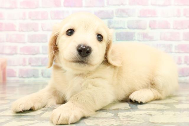 群馬県のミニチュアダックスフンド(ロング) (Coo&RIKU前橋店/2025年10月20日生まれ/男の子/イエロー)の子犬の2枚目の画像