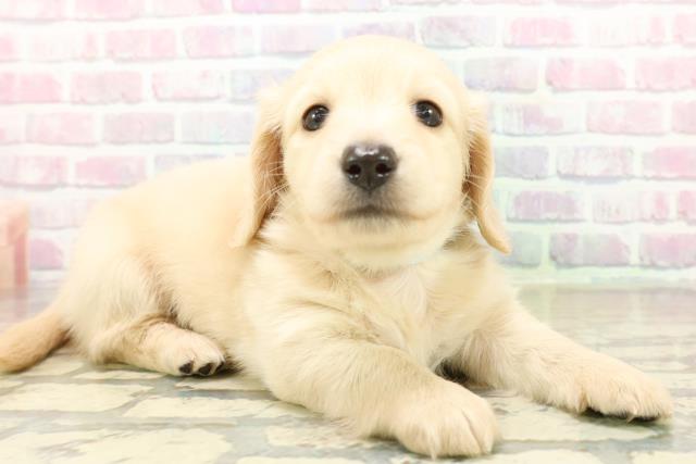 群馬県のミニチュアダックスフンド(ロング) (Coo&RIKU前橋店/2025年10月20日生まれ/男の子/イエロー)の子犬の3枚目の画像