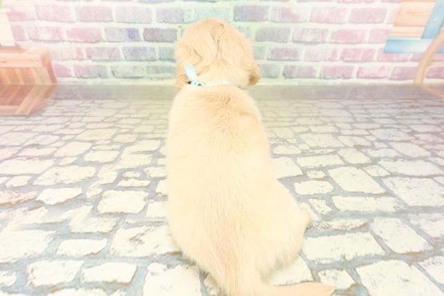 群馬県のミニチュアダックスフンド(ロング) (Coo&RIKU前橋店/2025年10月20日生まれ/男の子/イエロー)の子犬の4枚目の画像